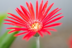 庭の花