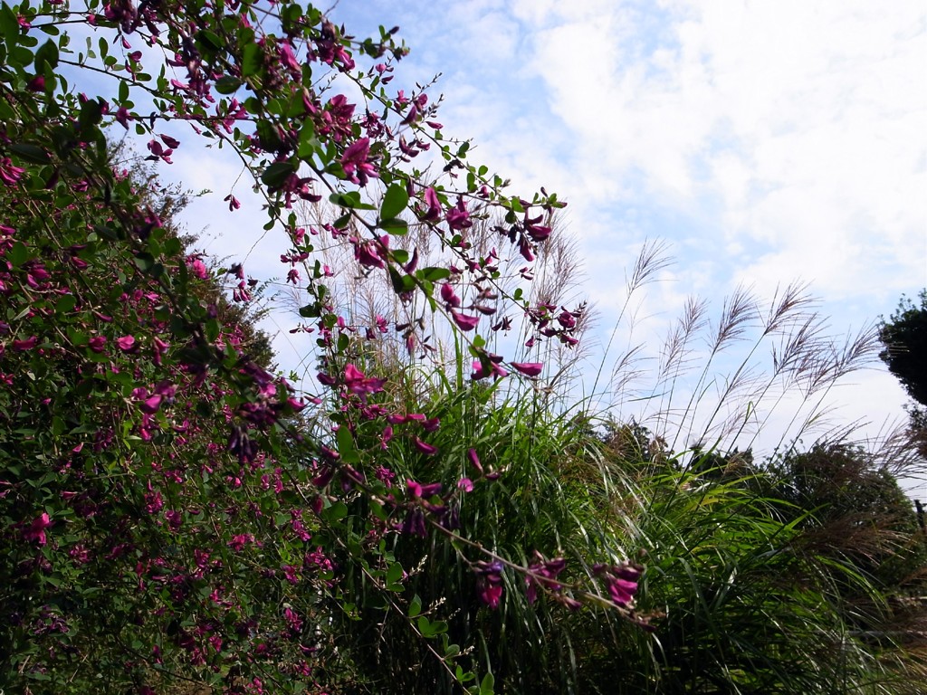 郷土民家園　萩とススキ