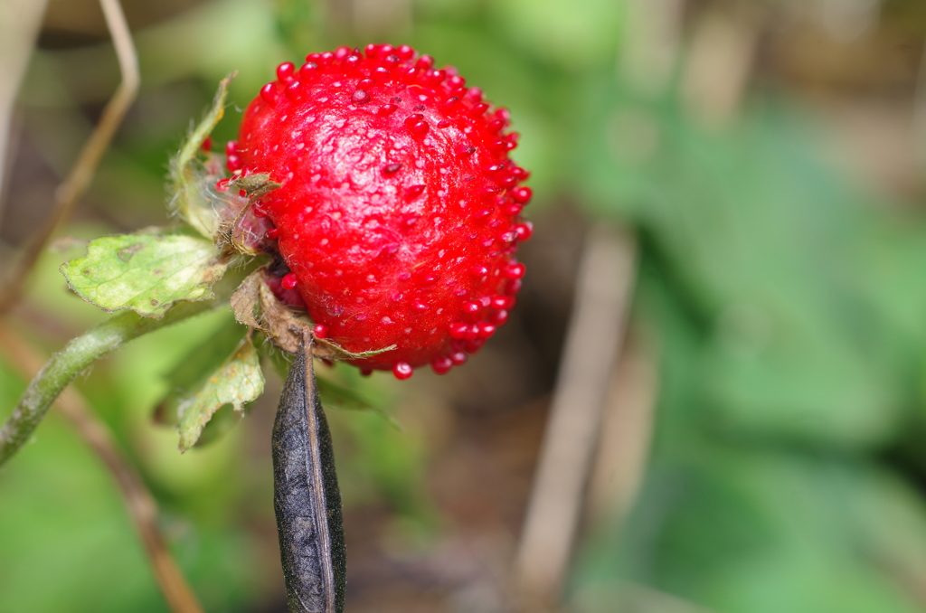 野原のイチゴ