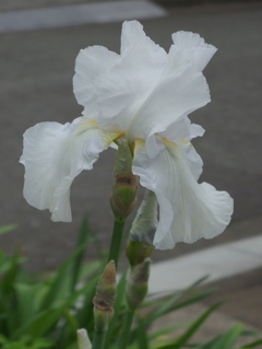 わが家のジヤーマンアイリスⅡ
