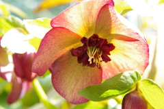 民家園　クリスマスローズ