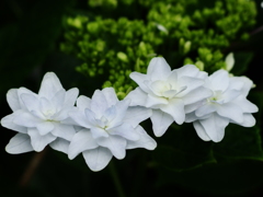 紫陽花 墨田の花火