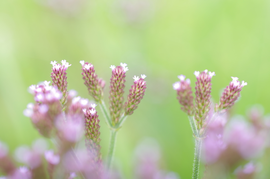 里の花