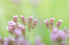 里の花