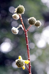 泉の森　春よ来い