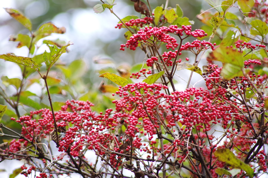 泉の森