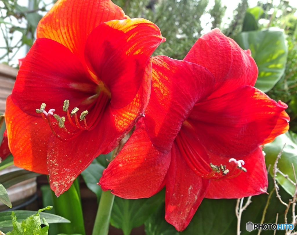 庭の花