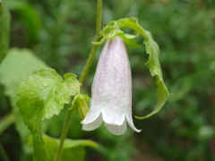 今年最後のホタルブクロ