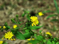 泉の森