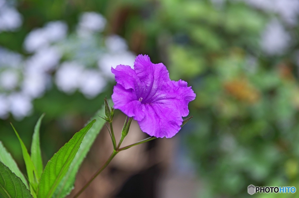 庭の花