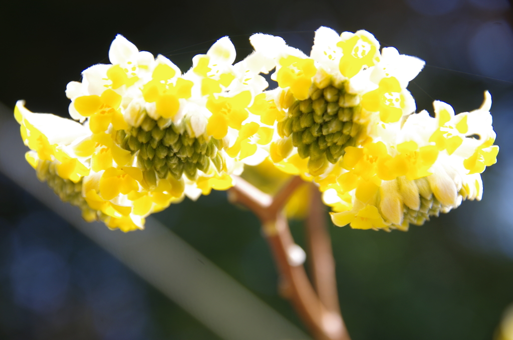 民家園　ミツマタ