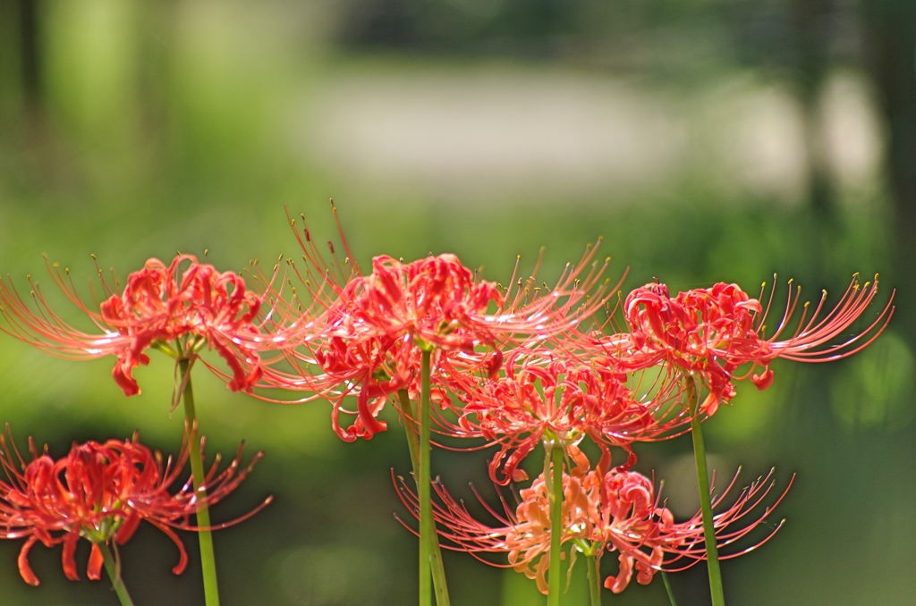 泉の森