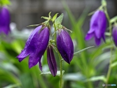 庭の花