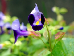水滴を乗せた庭の花