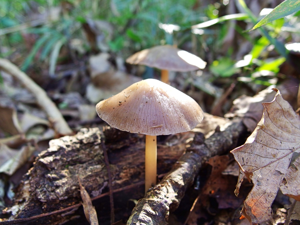 泉の森