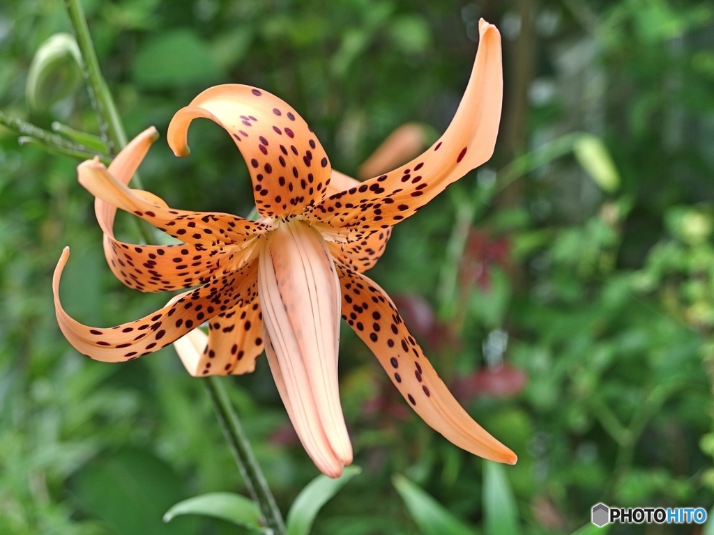 庭のオニユリ八重