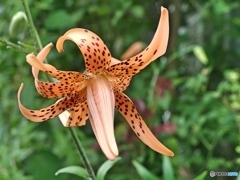 庭のオニユリ八重