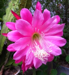 クジヤクサボテン