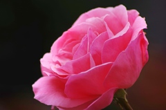 庭の花