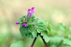 泉の森　春よ来い
