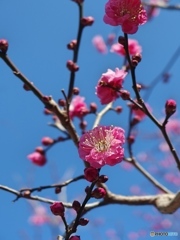 庭の花