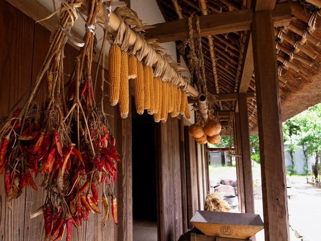 郷土民家園　唐辛子、トウモロコシ