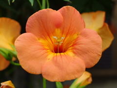 ノウゼンカズラ