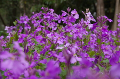 ムラサキハナナ