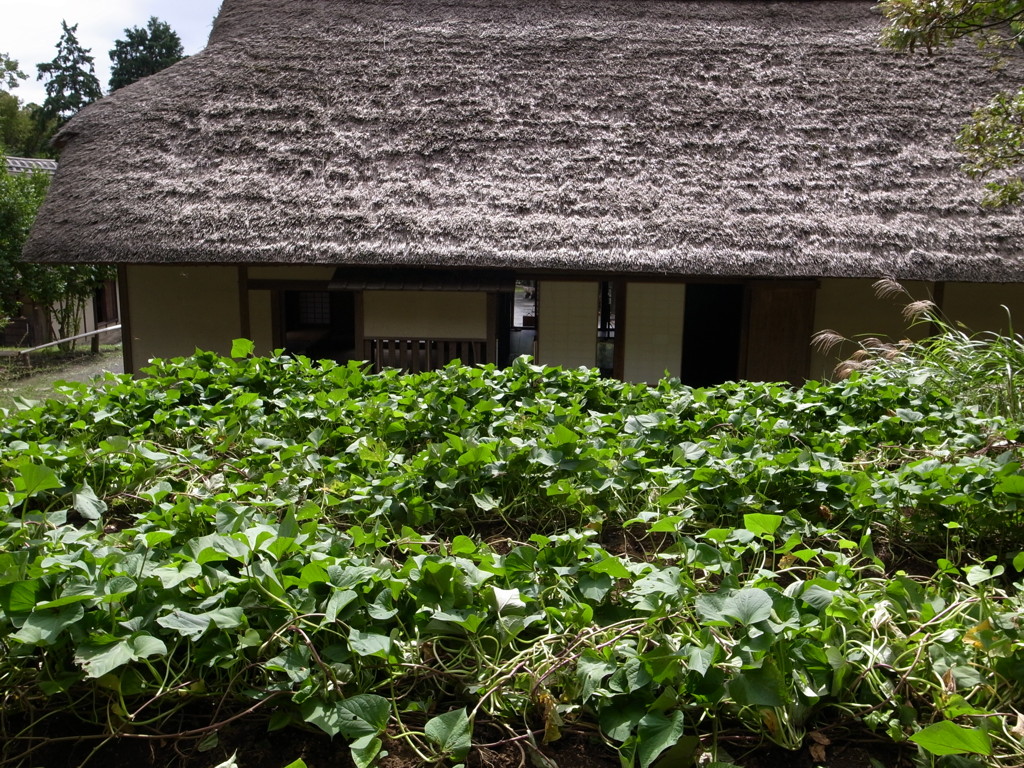 郷土民家園　いも畑