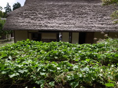 郷土民家園　いも畑