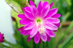 庭の孔雀サボテン