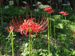 泉の森
