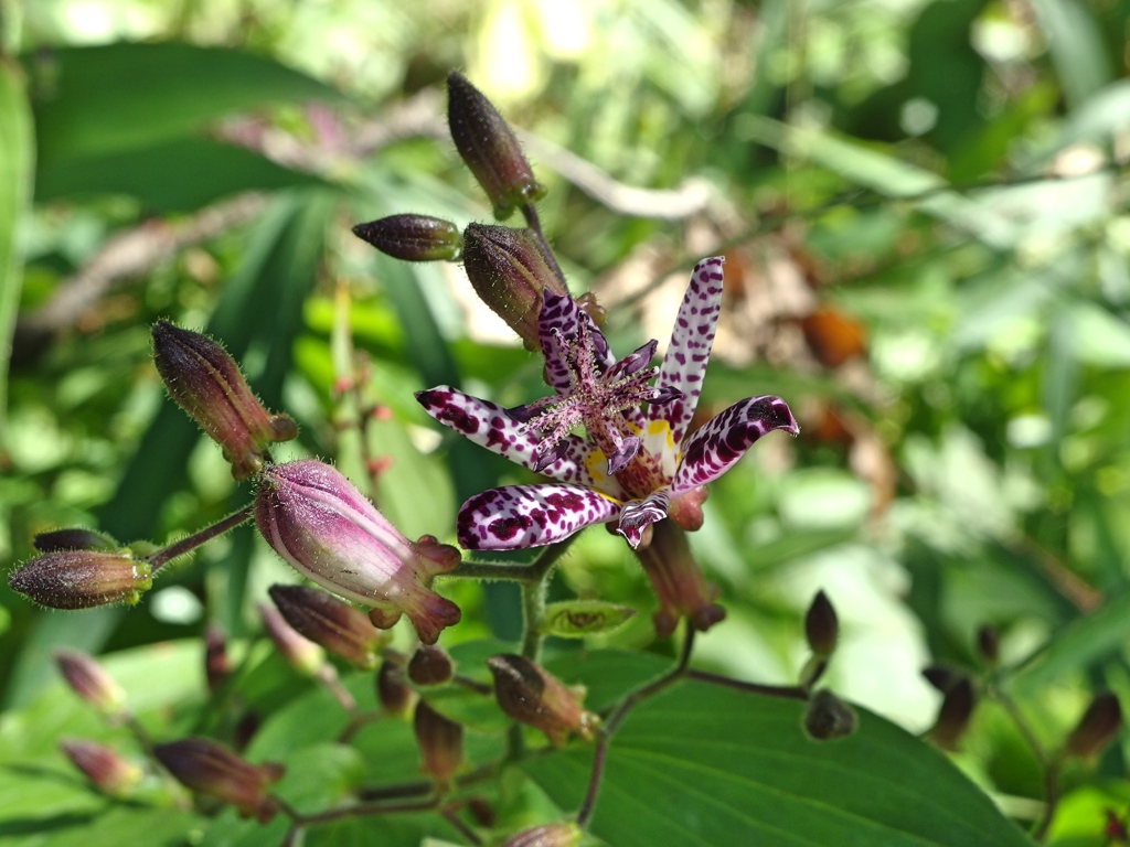 泉の森