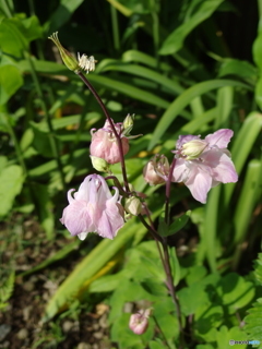 庭の花