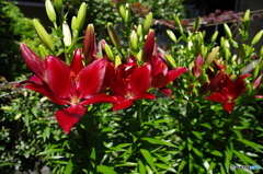 庭の花