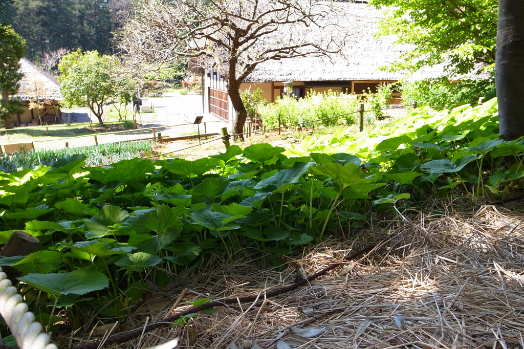 郷土民家園蕗畑