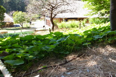 郷土民家園蕗畑