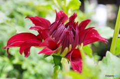 庭の花