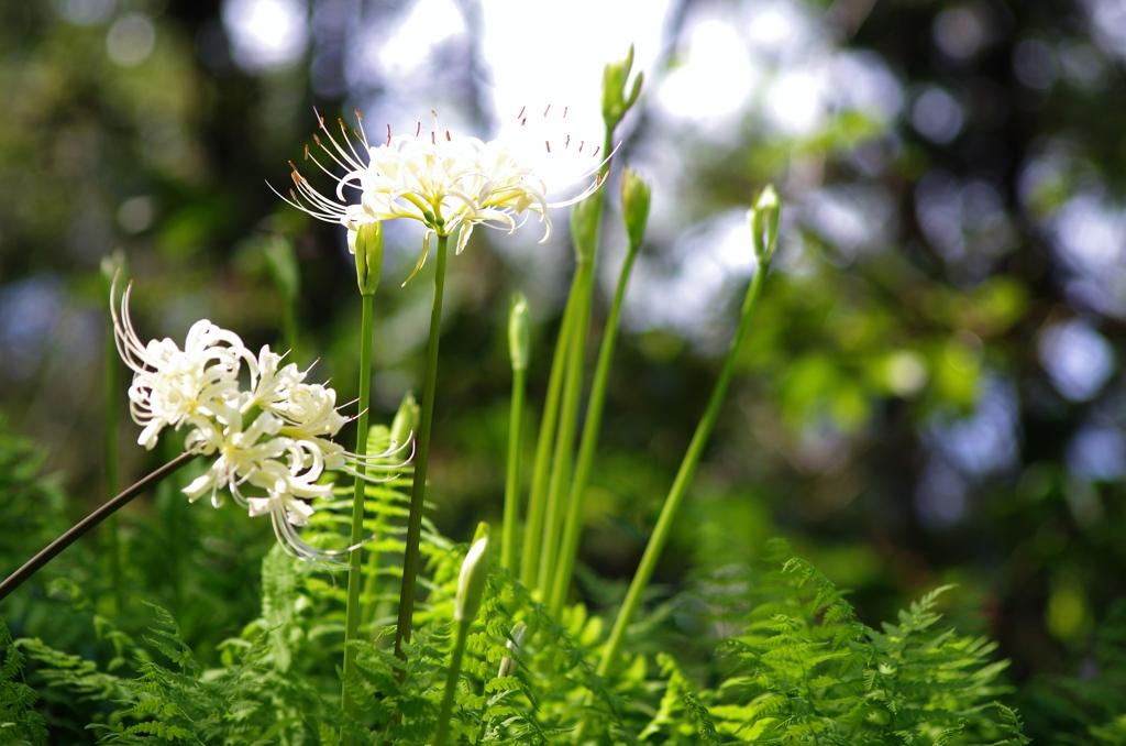 泉の森