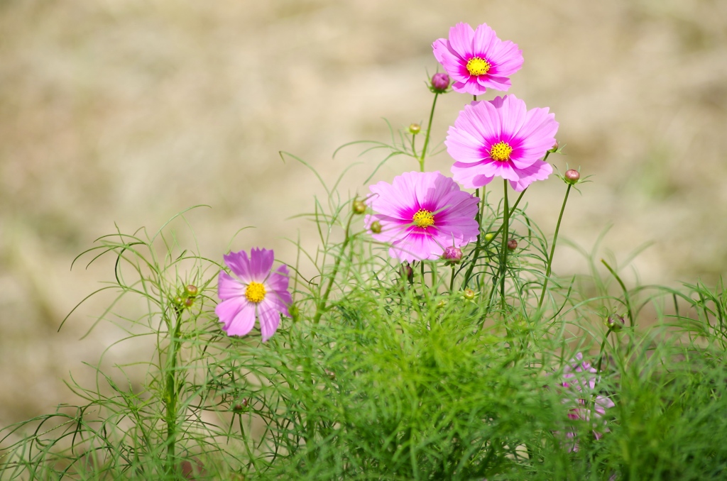 泉の森