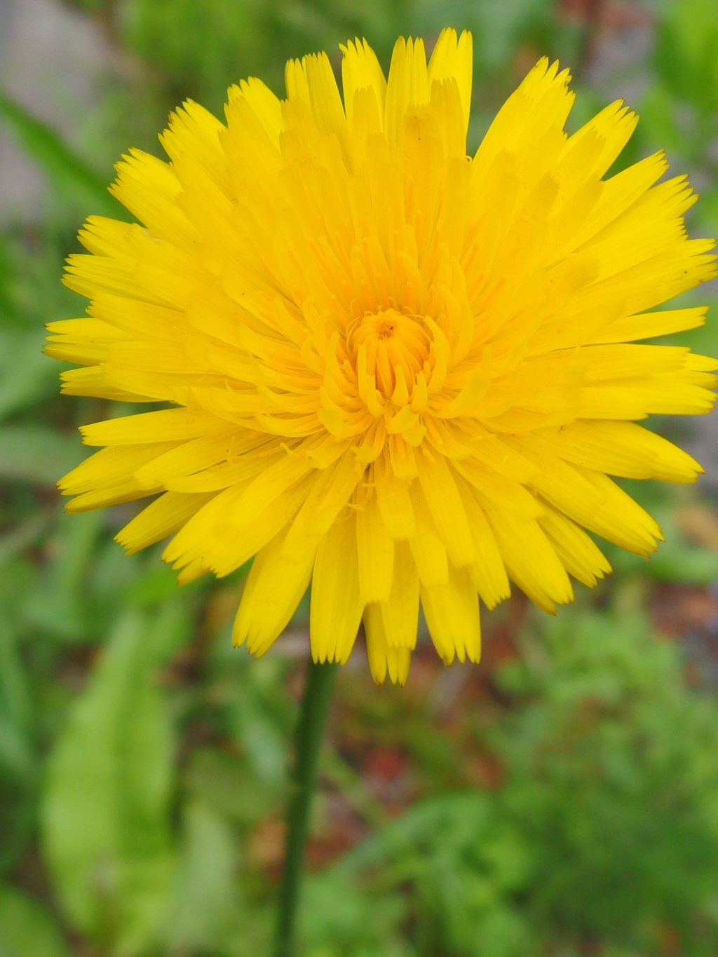 タンポポモドキ