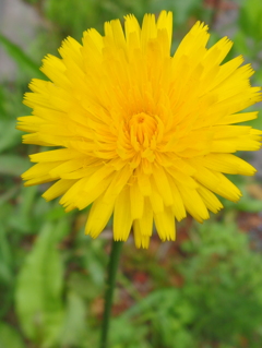 タンポポモドキ