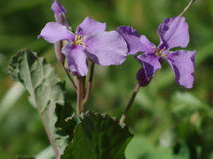 泉の森　ハナダイコン