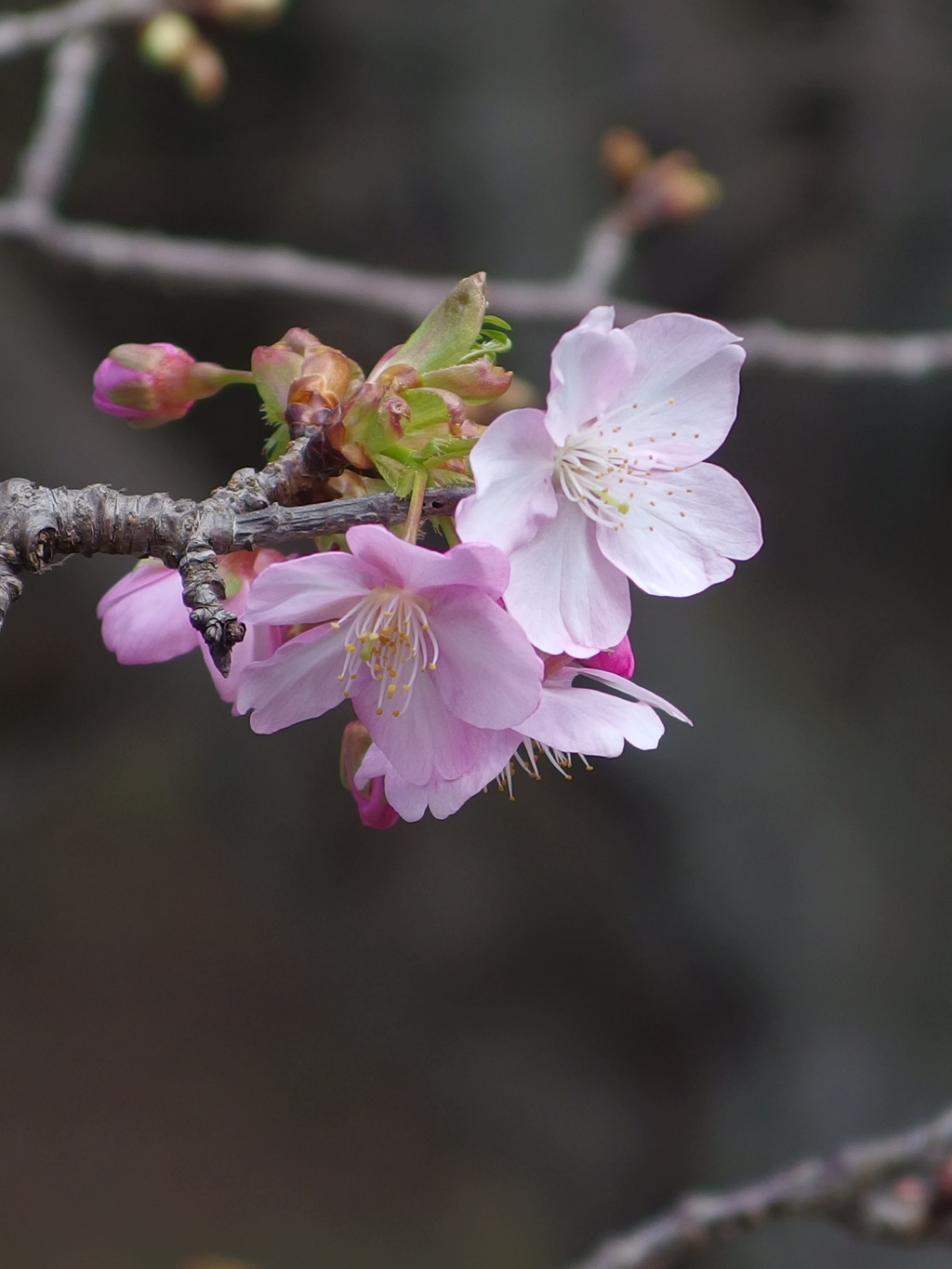 民家園　河津桜
