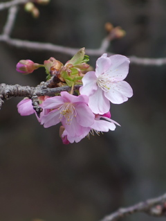 民家園　河津桜