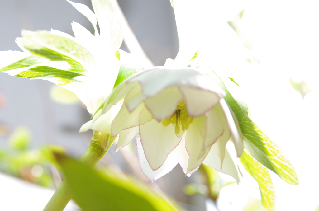 民家園　クリスマスローズ