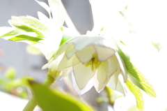 民家園　クリスマスローズ