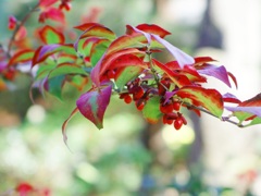 紅葉