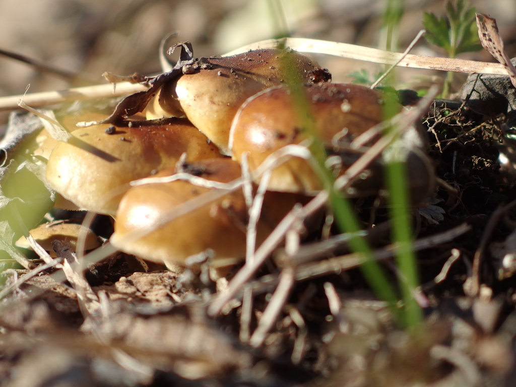 泉の森　野生のエノキタケ