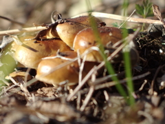 泉の森　野生のエノキタケ